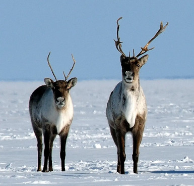 barren-ground caribou